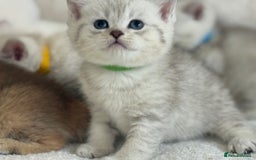 British Shorthair cats for sale: GCCF silver and golden shaded - Image 4