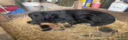 Springador dogs for sale: Springador/labrador puppies for sale  - Advert 9