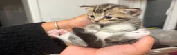 Bengal cats for sale: American Shorthair and Savannah Mix - Advert 2