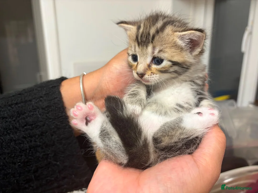 Bengal cats for sale: American Shorthair and Savannah Mix - Advert 2