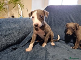 Whippet dogs - Advert 15