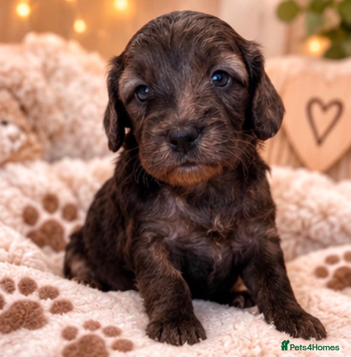 Cockapoo dogs Beautiful f1 cockapoo puppies  - Advert 2