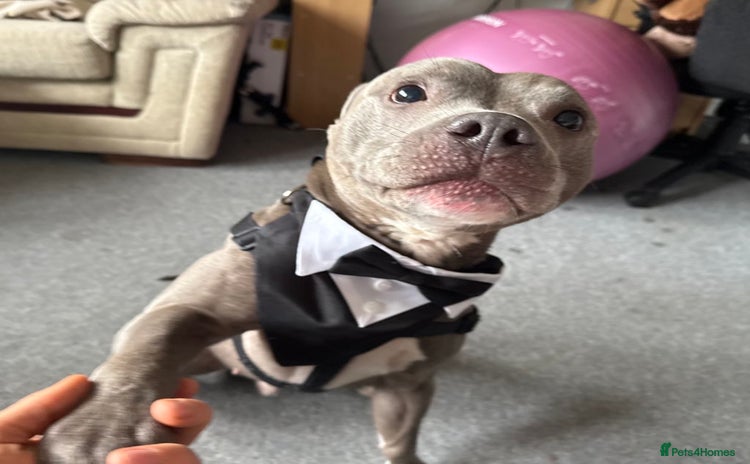 Staffordshire Bull Terrier dogs - Advert 4