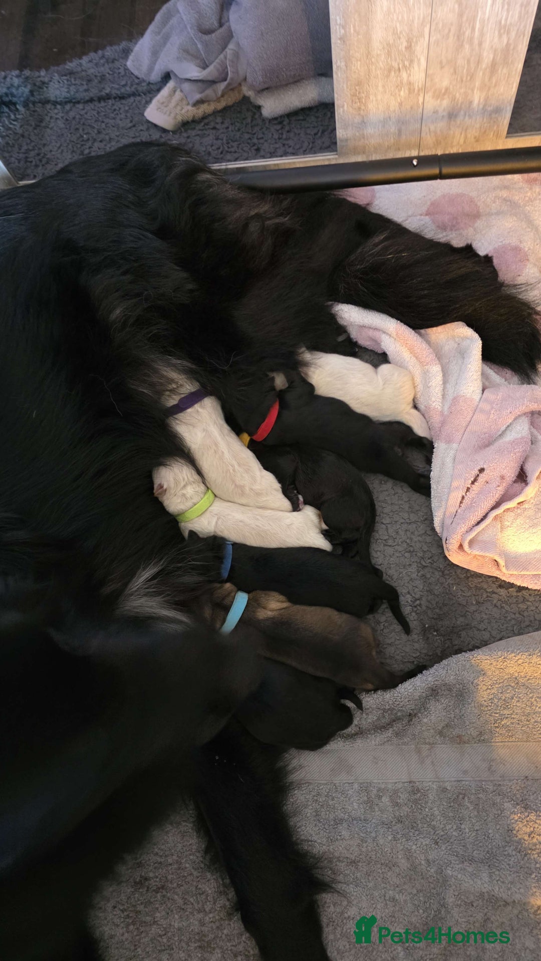 German Shepherd dogs for sale: Amazing german shepherd puppies for rehousing  - Advert 3