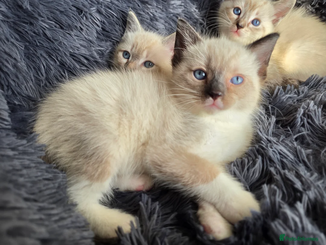 Ragdoll cats for sale: Ragdoll Cross Kittens  - Advert 10