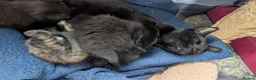 Mixed Breed cats for sale: Beautiful babies - Advert 4