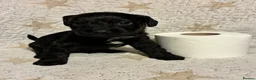 Mixed Breed dogs for sale: Staffypoo’s - Advert 19