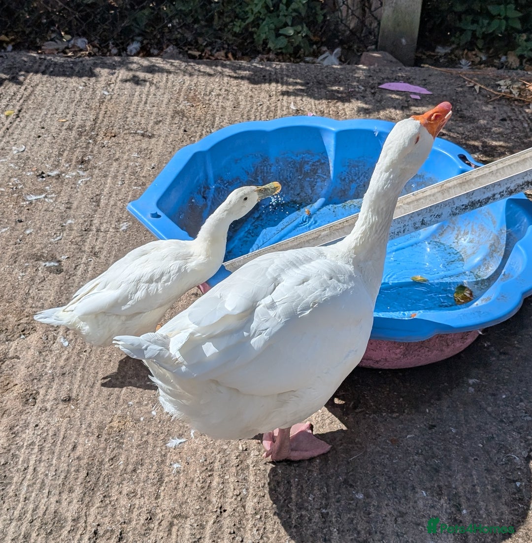 Geese poultry for sale: FREE Embden Gander (Male Goose) and Runner Duck - Image 2