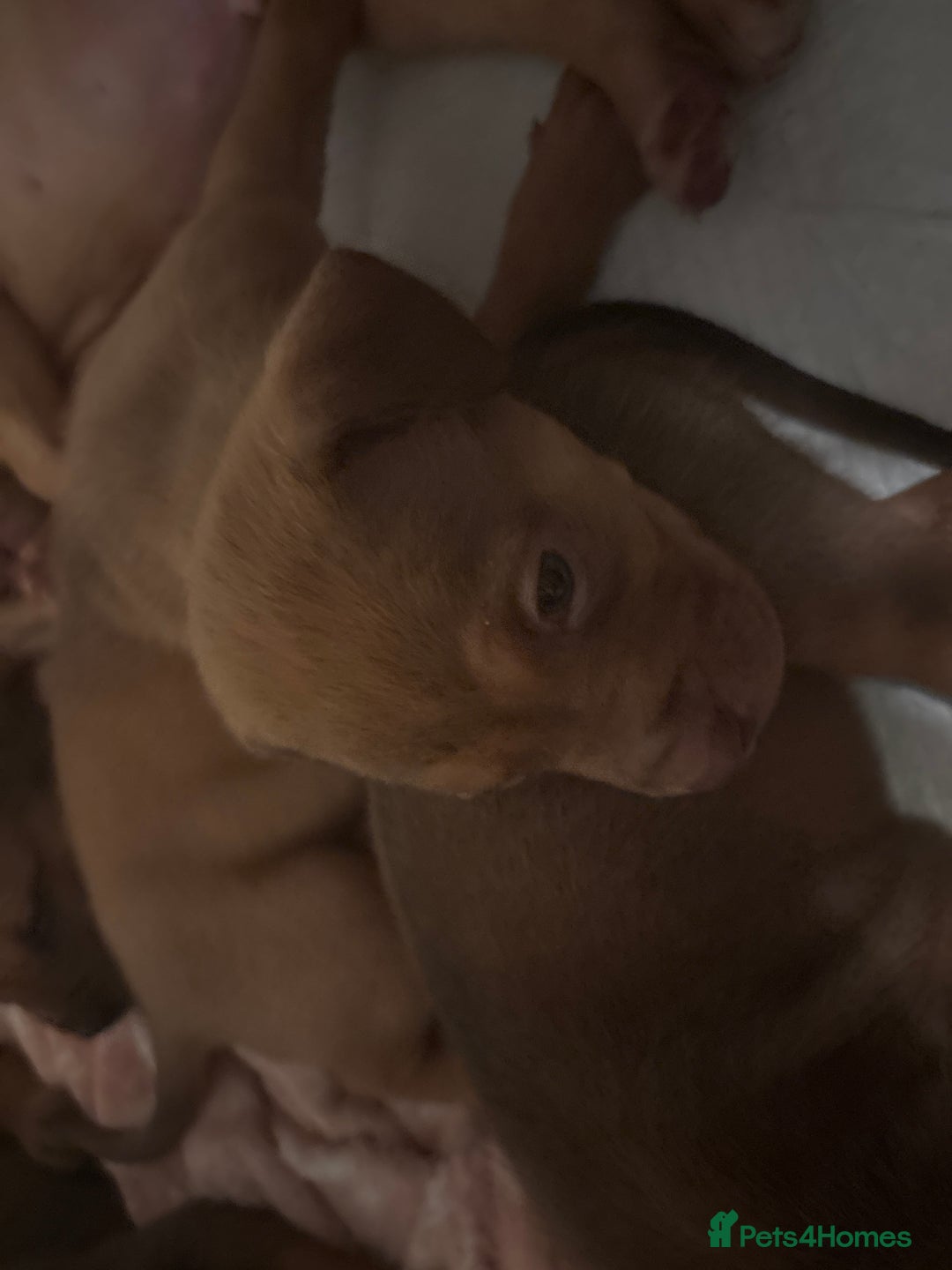 Mixed Breed dogs for sale: mastiffxrottweiler available now last 3 girls left - Advert 27