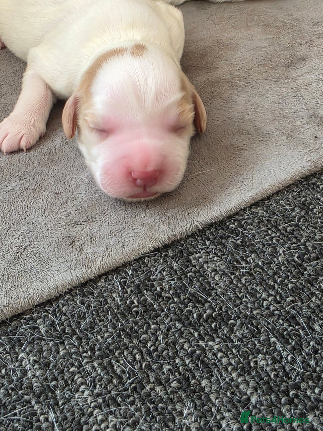 Sprocker dogs for sale: Beautiful Sprocker puppies  - Image 4