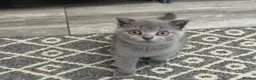 Scottish Fold cats for sale: Playful  lovely Scottish Fold - Advert 6