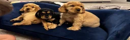 Cocker Spaniel dogs for sale: Gorgeous KC Show Cocker Babies  - Advert 7