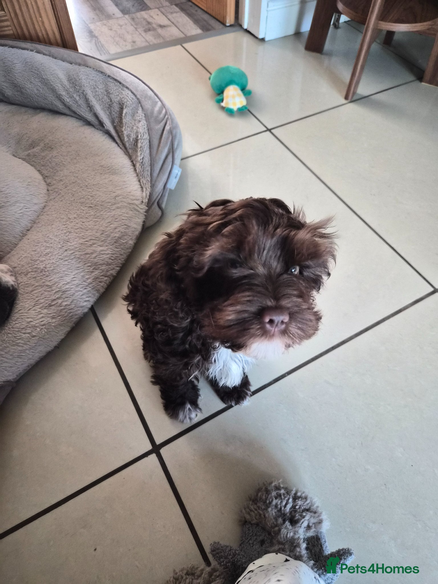 Cavapoo dogs Small chocolate cavapoo female puppy - Advert 3