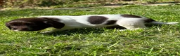 English Springer Spaniel dogs for sale: English Springer Spaniel, KC registered puppies - Advert 22