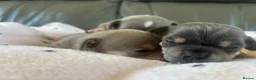 Chihuahua dogs for sale: CHIHUAHUA BEAUTIFUL PUPS READY 20TH JUNE - Advert 10