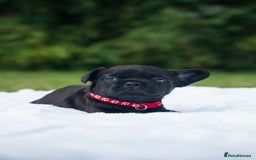 French Bulldog dogs for sale: Rare French bulldogs - Image 6