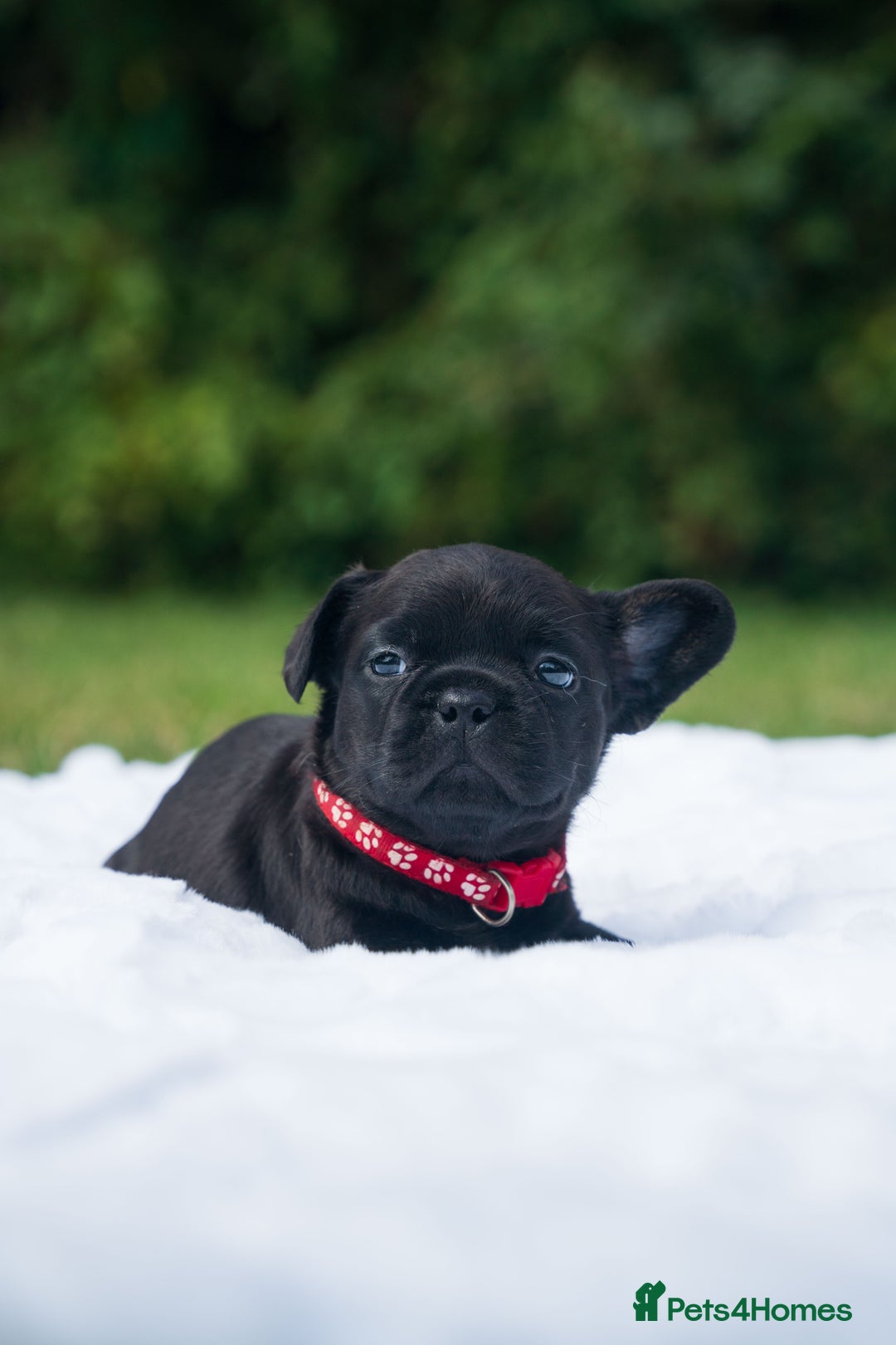 French Bulldog dogs for sale: Rare French bulldogs - Image 6