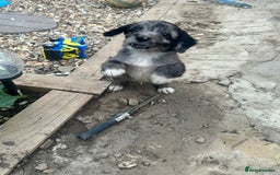 Sproodle dogs for sale: F1 Sproodle Puppies  - Image 2