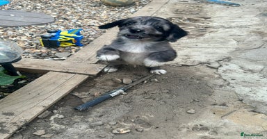 Sproodle dogs - Advert 5