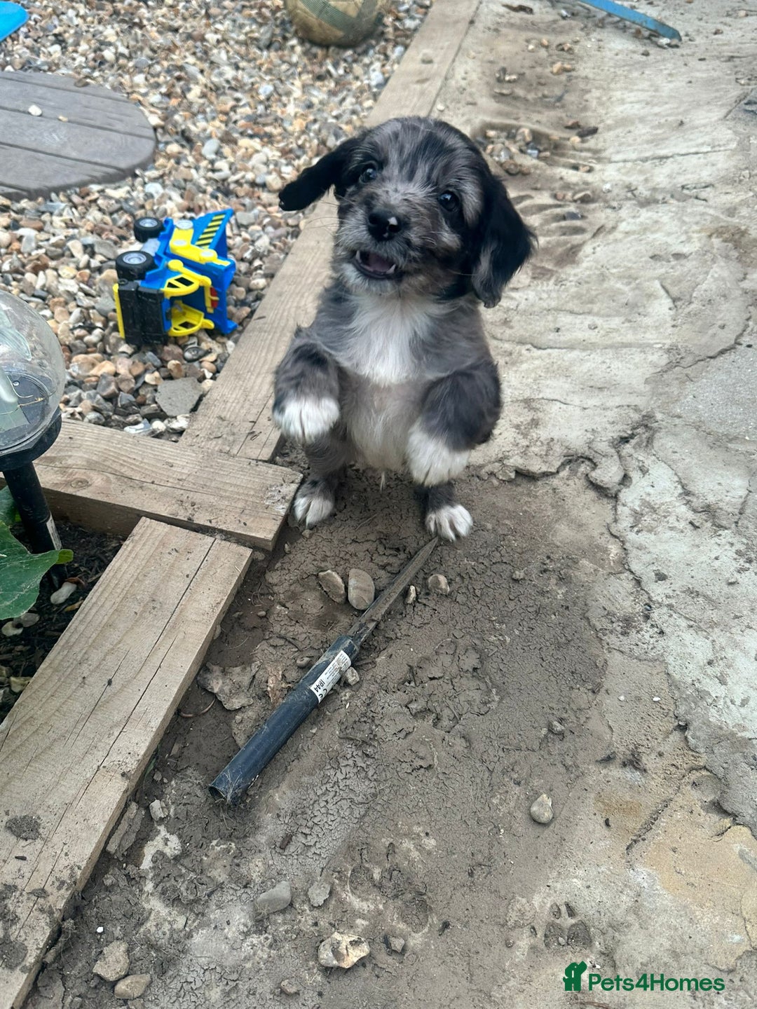 Sproodle dogs for sale: F1 Sproodle Puppies  - Image 2