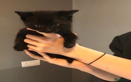 British Shorthair cats for sale: STUNNING AND LOVING BSH x DSH KITTENS - Image 17