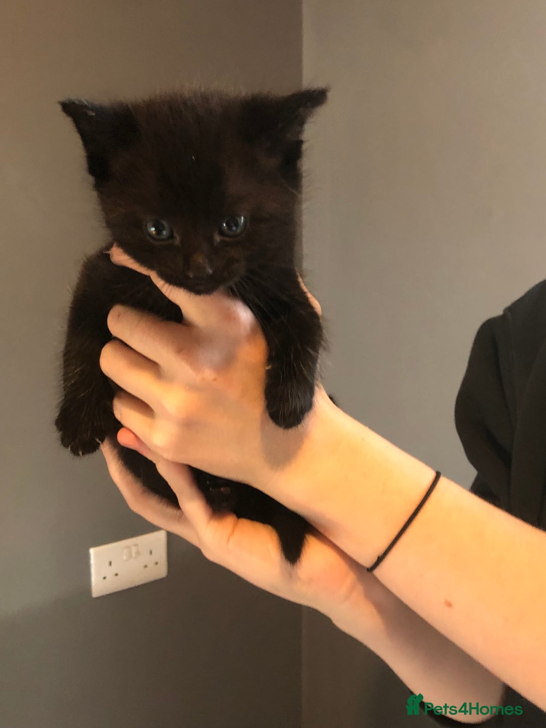 British Shorthair cats for sale: STUNNING AND LOVING BSH x DSH KITTENS - Image 17