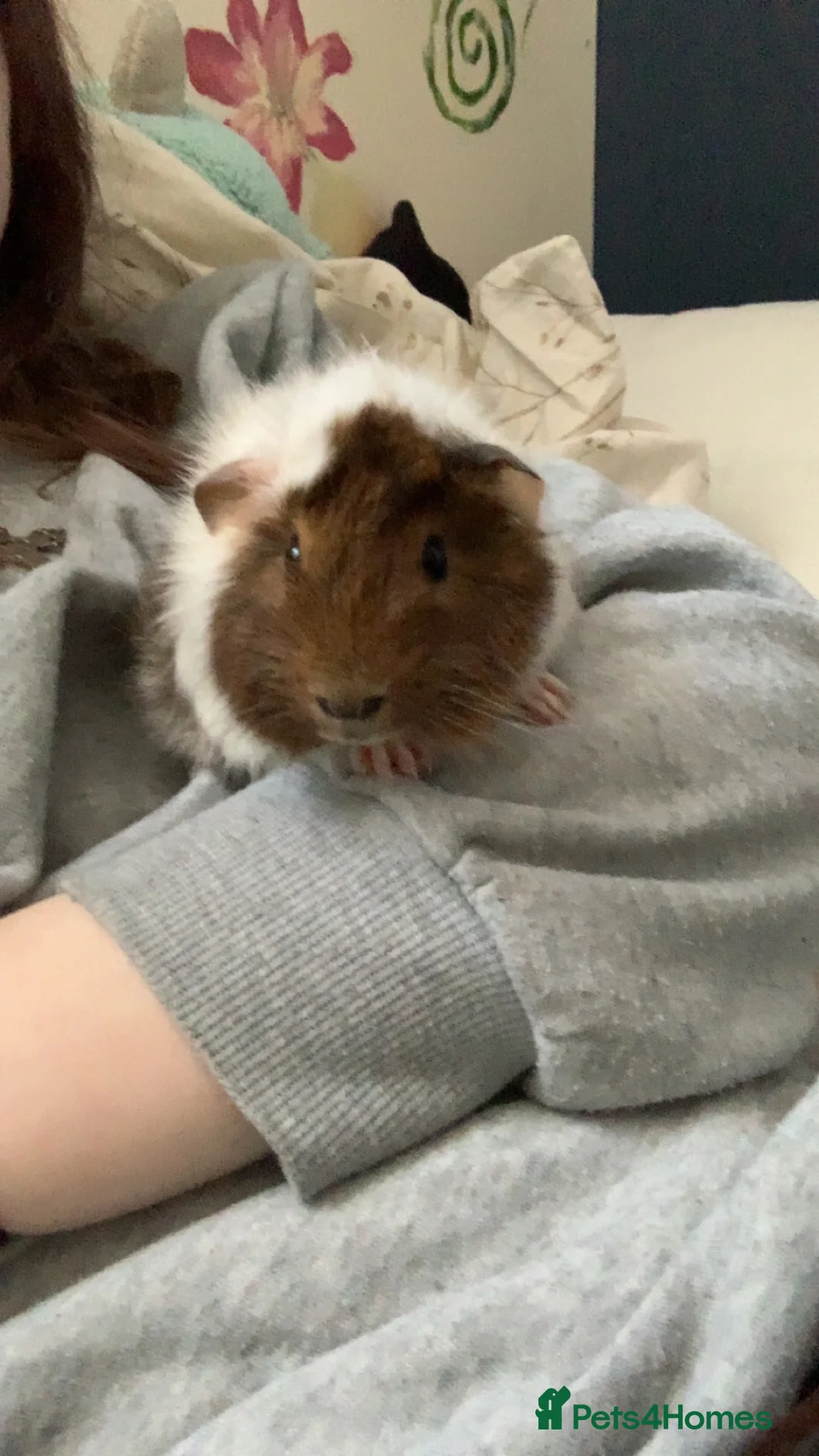 Guinea Pig rodents for sale: Gibson, male guinea pig - Advert 4