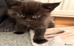 Maine Coon cats for sale: Part Maine Coon READY 8th December  - Advert 5