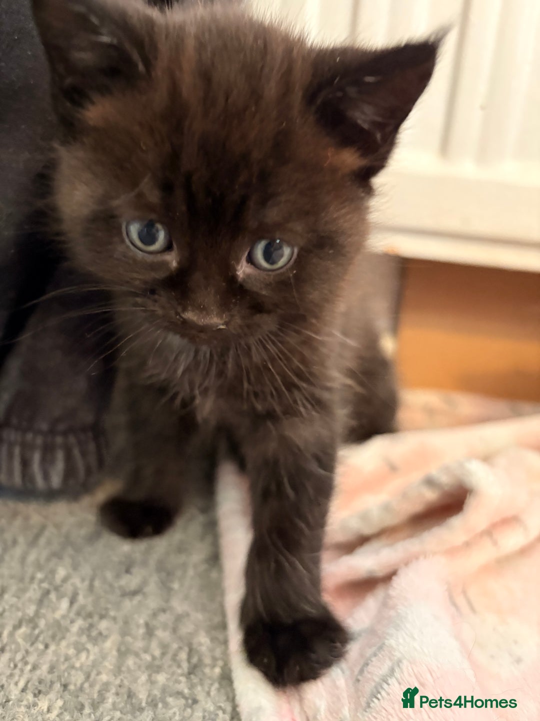 Maine Coon cats for sale: Part Maine Coon READY 8th December  - Advert 5