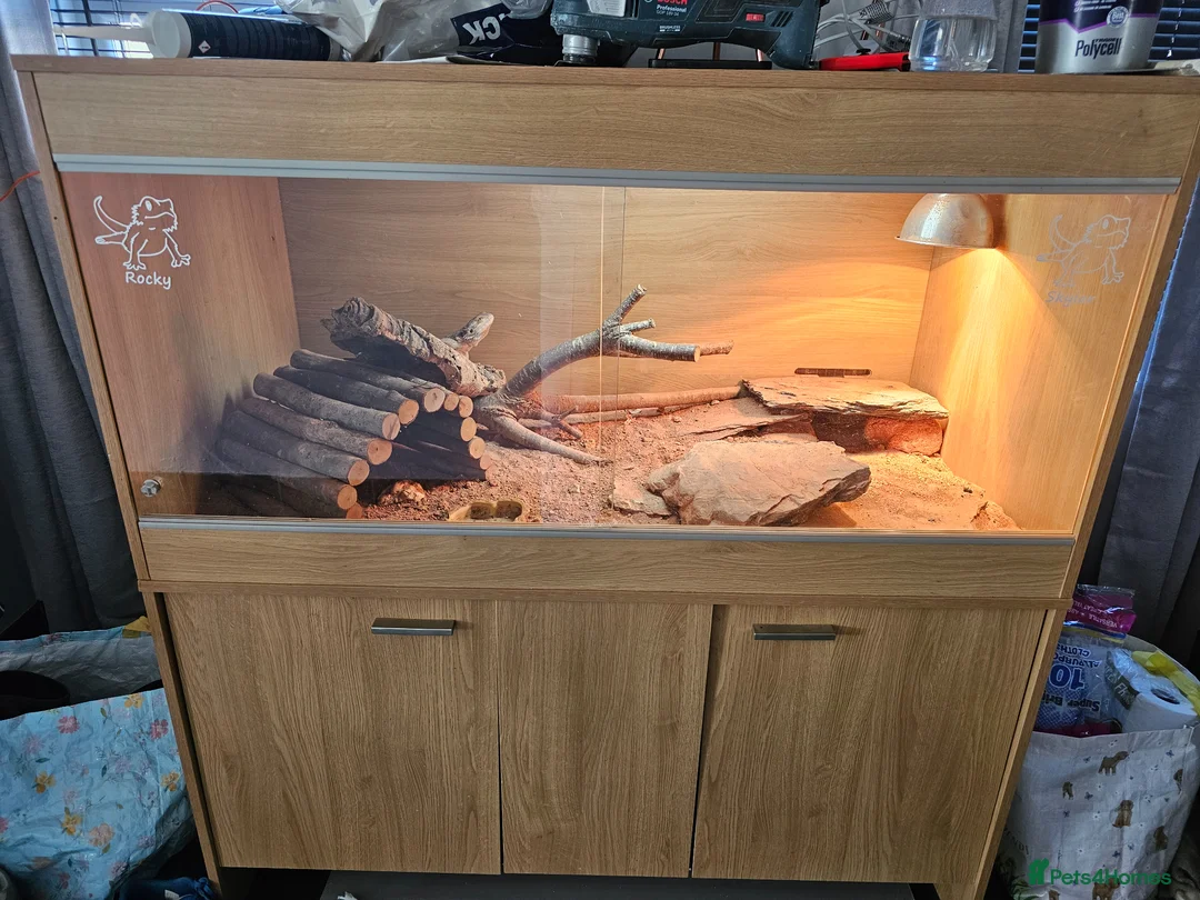 Bearded Dragon reptiles for sale: Gorgeous Bearded Dragon in Penzance - Advert 1