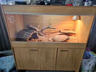 Bearded Dragon reptiles Gorgeous Bearded Dragon - Advert 4