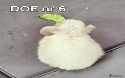 Mini Lop rabbits for sale: CUTE MINI-LOPS - Image 18