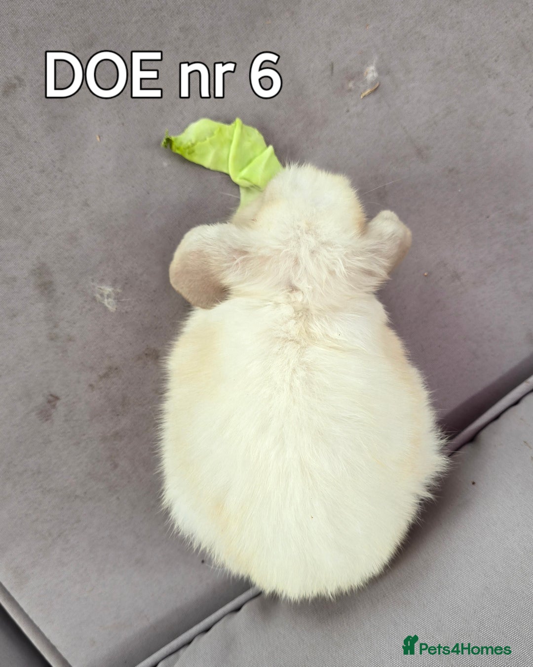 Mini Lop rabbits for sale: CUTE MINI-LOPS - Image 18