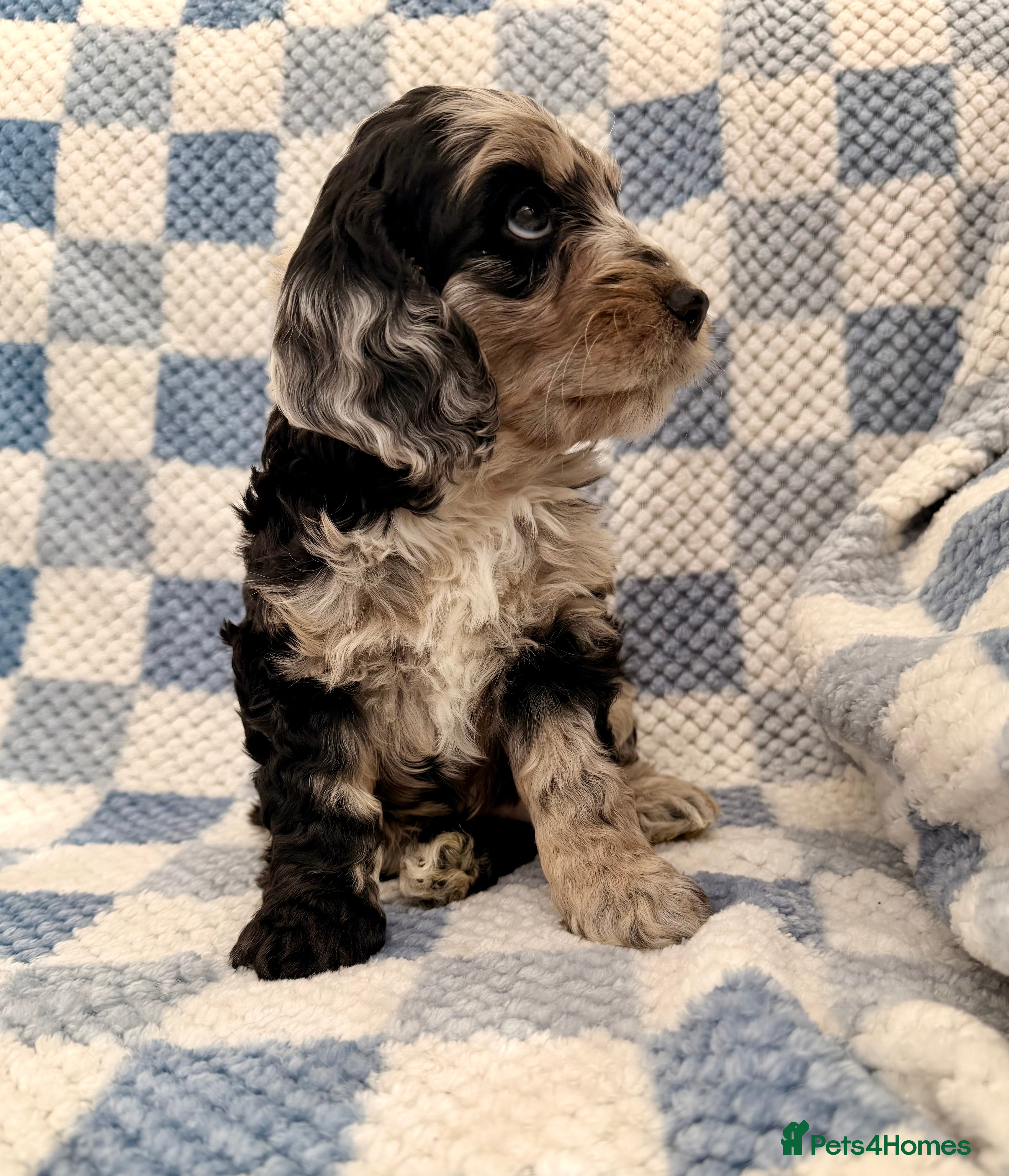 Cockapoo dogs F1 Cockapoo Puppies - Advert 5