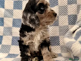 Cockapoo dogs F1 Cockapoo Puppies - Advert 5