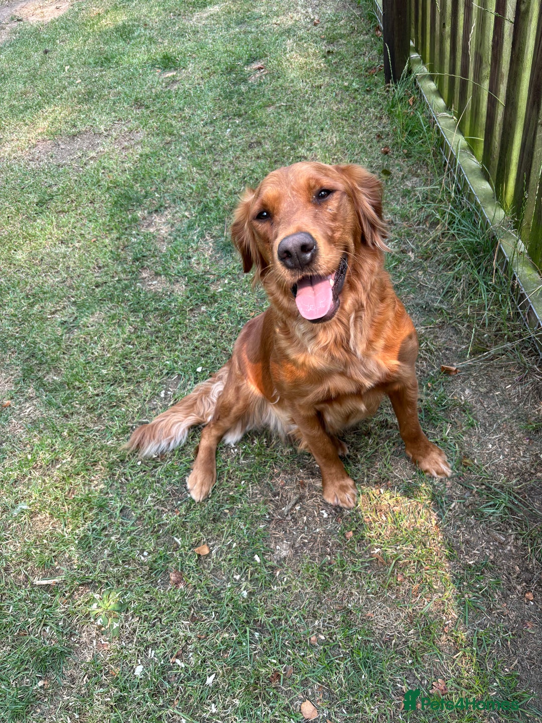Golden Retriever dogs for sale: Deep Fox Red Golden Retriever Puppies  - Image 3
