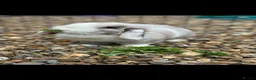 Mini Lop rabbits for sale: Sallander split girl - Advert 1