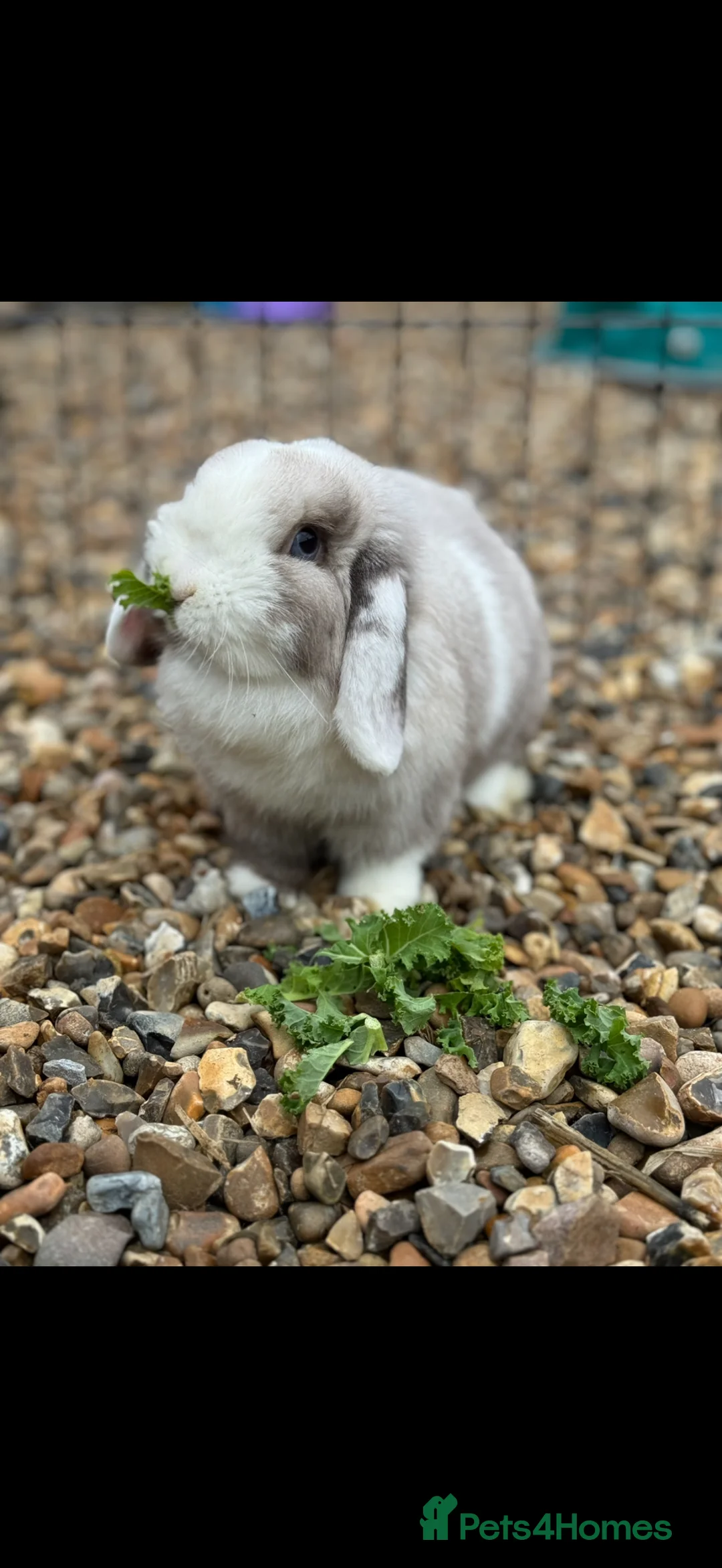 Mini Lop rabbits for sale: Sallander split girl - Advert 1