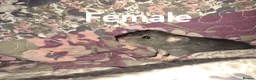 Rat rodents for sale: Fancy Rats  in Brandon - Advert 11