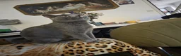 British Shorthair cats for sale: ACTIVE GCCF AND TICA REGISTERED FEMALE - Advert 5