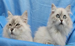 Siberian cats for sale: GCCF Registered Pure Siberian kittens For Sale.   - Image 7