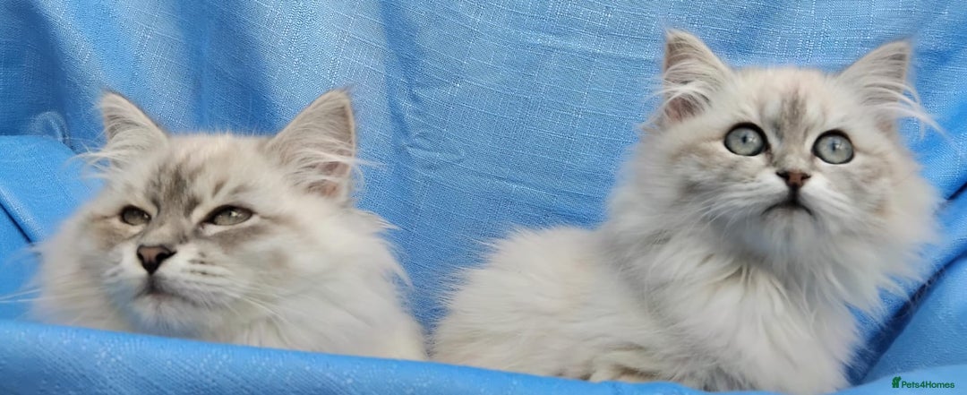 Siberian cats for sale: GCCF Registered Pure Siberian kittens For Sale.   - Image 7