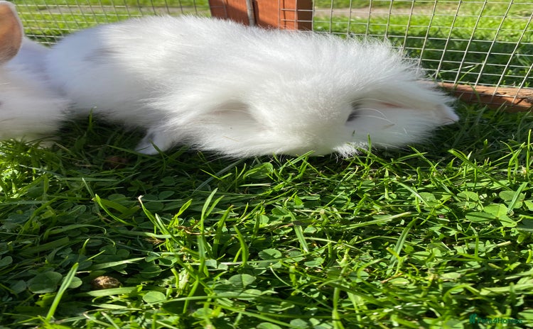 Mixed Breed rabbits - Advert 19