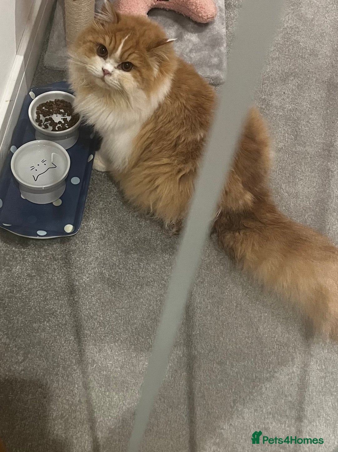 British Longhair cats for sale: British Longhair Pedigree Male – Rehoming - Advert 2