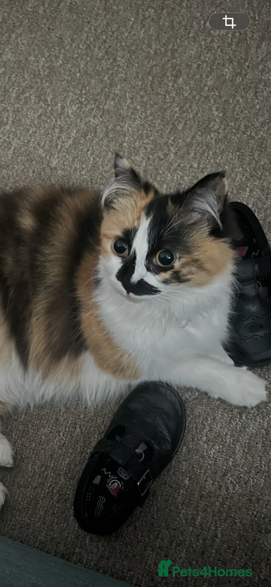 Mixed Breed cats for sale: Sweet girl looking for forever home - Advert 4