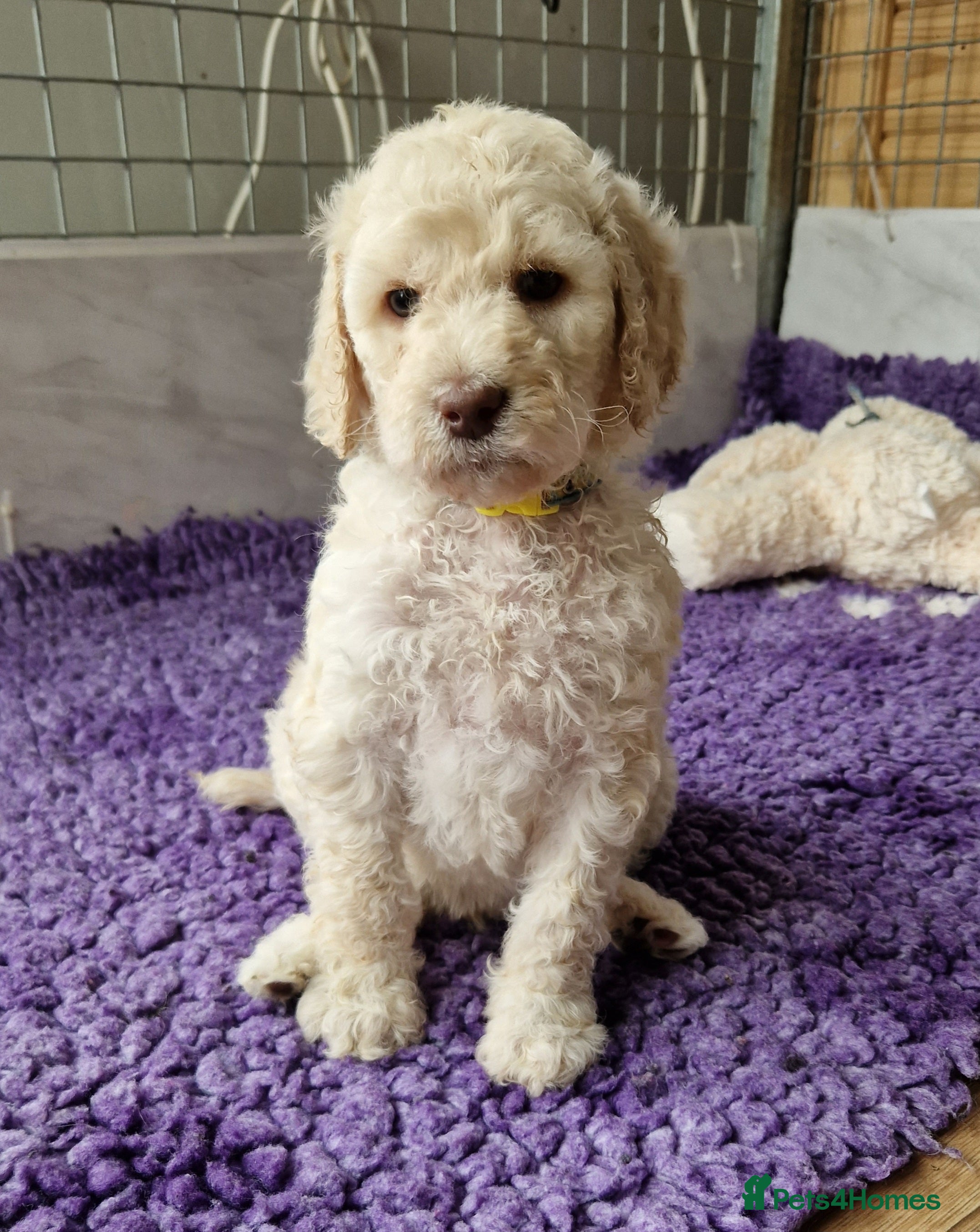 Standard Poodle dogs Standard Poodle  in Ballyclare - Advert 1