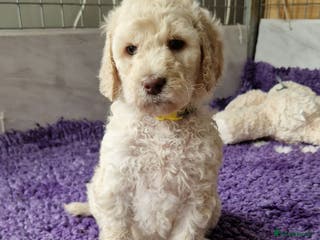 Standard Poodle dogs Standard Poodle in Ballyclare - Advert 6