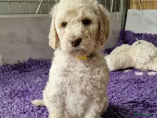 Standard Poodle dogs Standard Poodle in Ballyclare - Advert 2