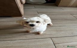 Maltese dogs for stud: Kc reg Maltease STUD in Northwich - Image 2