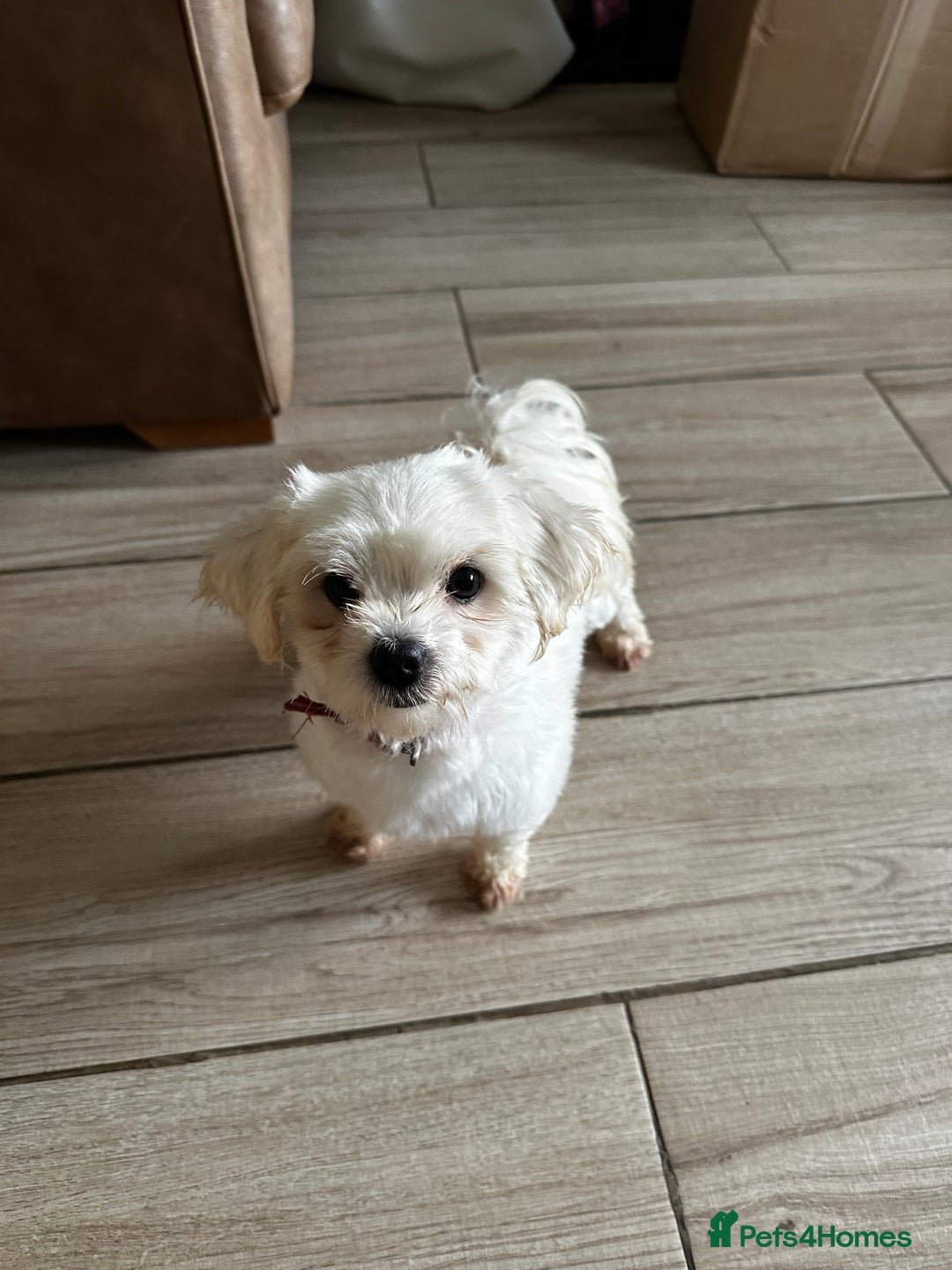 Maltese dogs for stud: Kc reg Maltease STUD in Northwich - Image 2